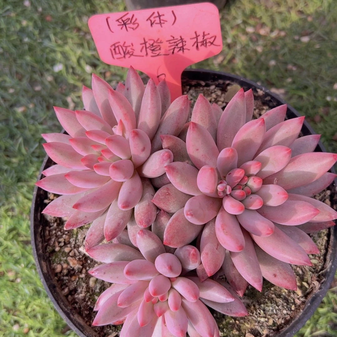 香玉的故事是一个人的故事吗