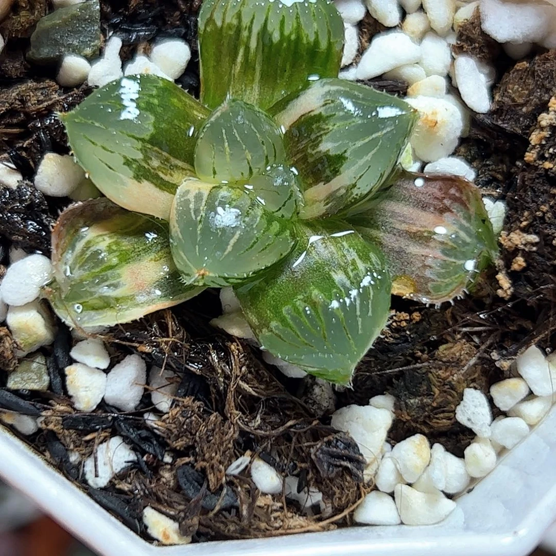 糯玉露锦十二卷多肉植物