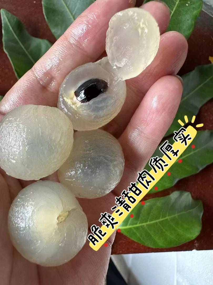 【大颗送礼佳品】莆田农家龙眼5/9斤果肉饱满新鲜皮薄低热量水果