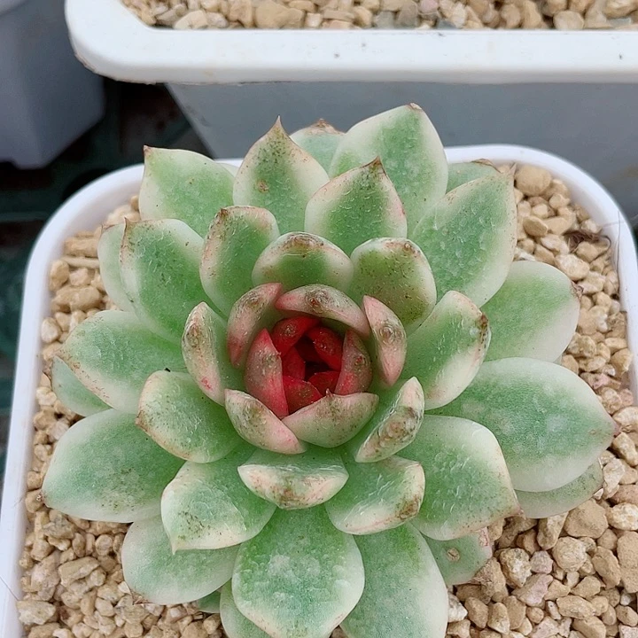 黑水晶锦。锦龙园艺8