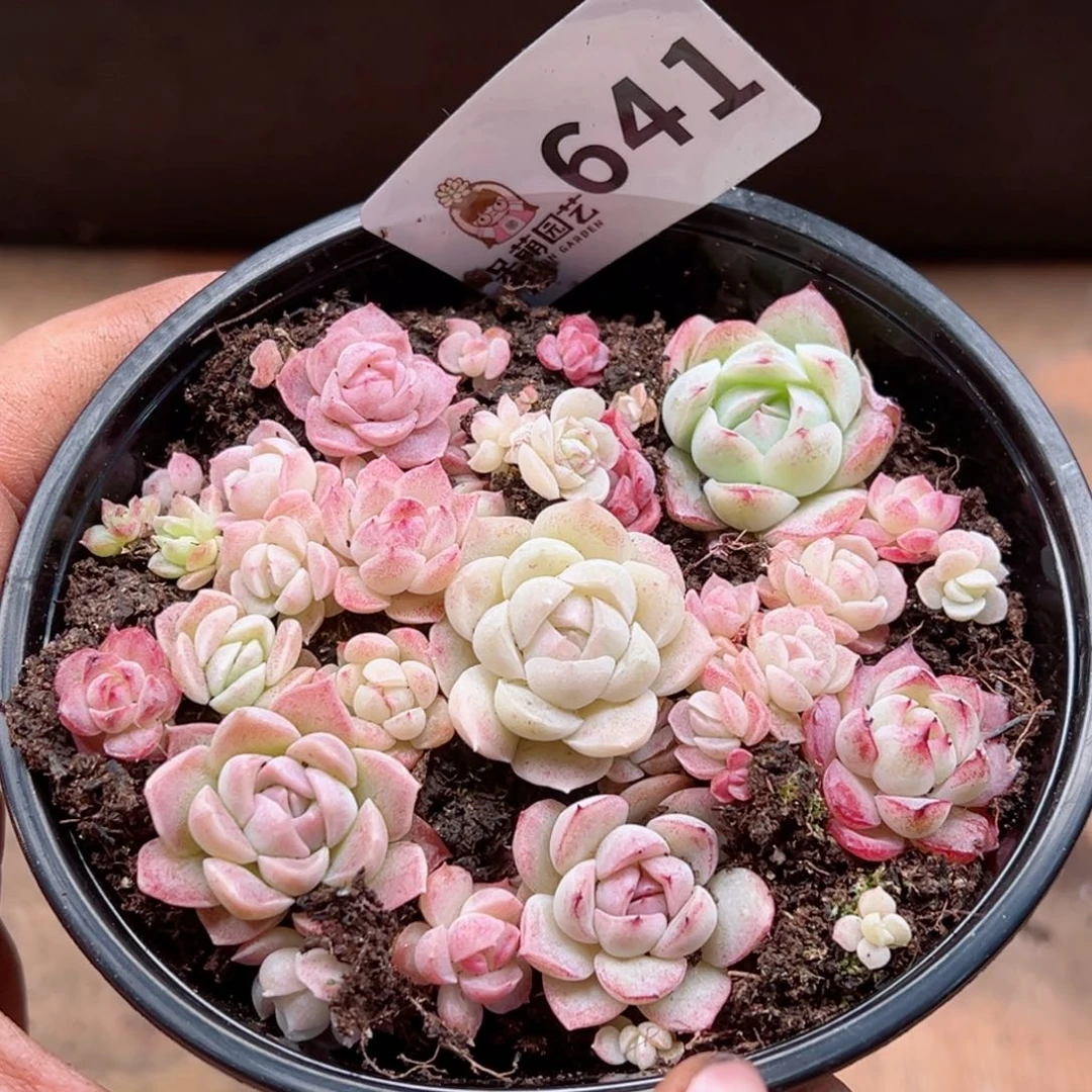 多肉植物多肉植物