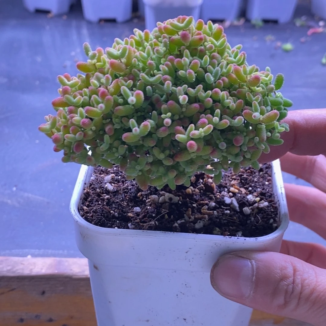 12蜜橘糖球。