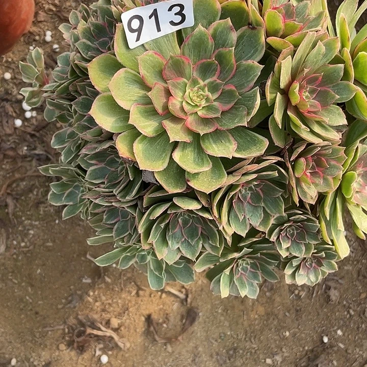 墨***汐无花朵913莲花座对肉的