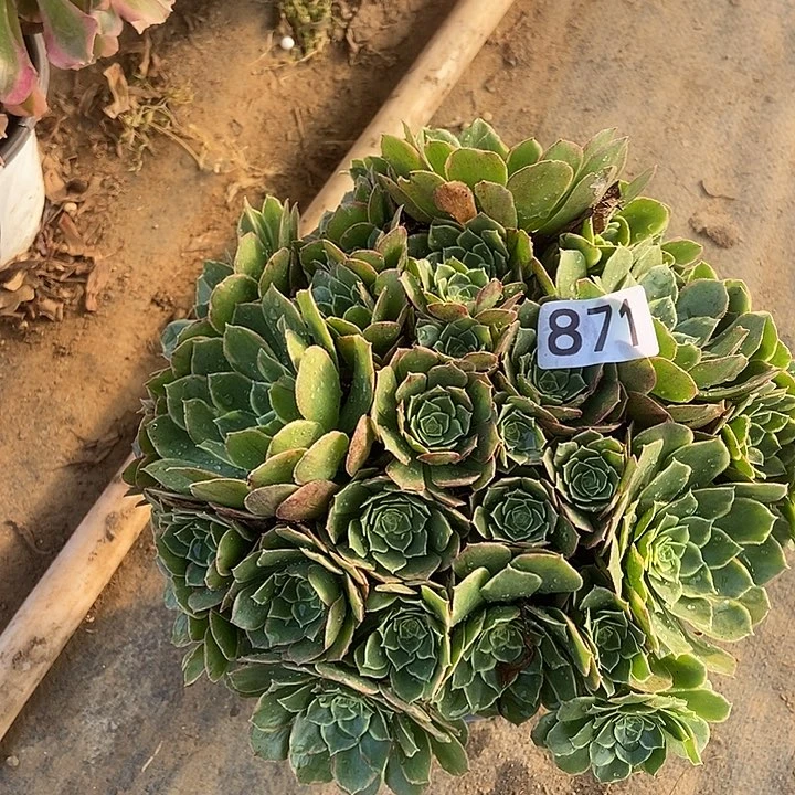 奶白丛林871多肉不包断