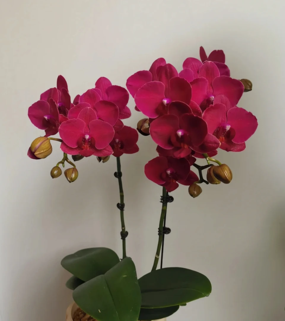 【蒙特勒】蝴蝶兰精品 带花带花苞 高级花色耐养花期长