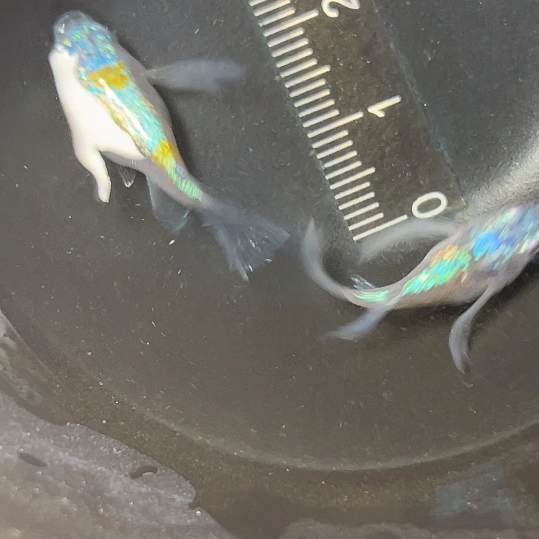 海水海王星球一组48