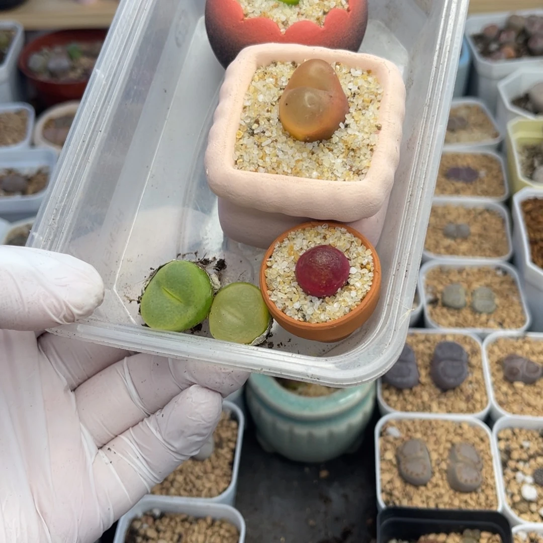 婷***宝多肉植物一物一拍5棵不带盆土