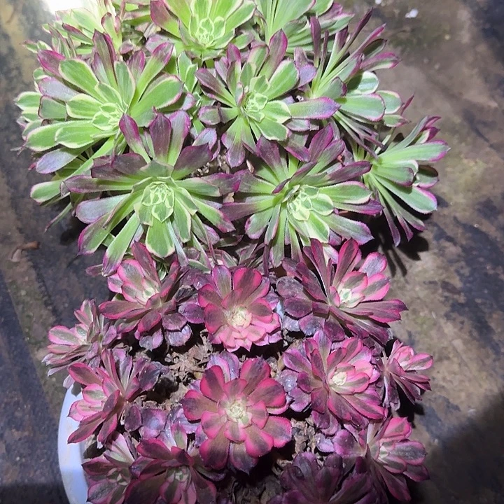 精品组合老桩亏本福利22