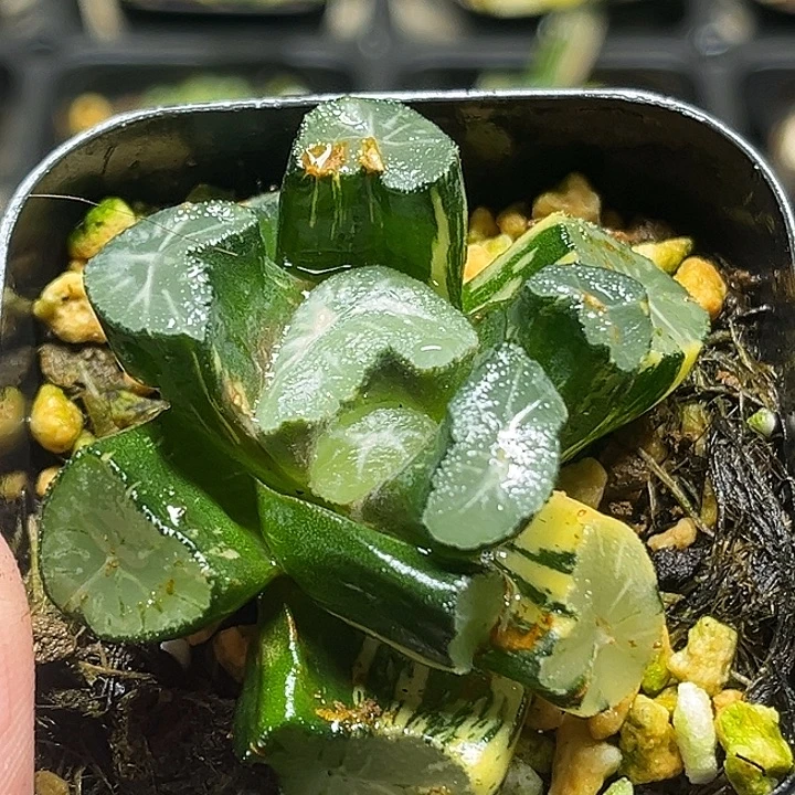 9玉龙万象锦（畸形叶，介意勿拍）