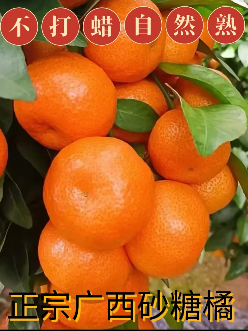 广西桂林正宗砂糖橘新鲜水果当季超甜沙糖桔子发货原产地采摘xw