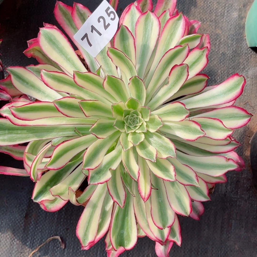 胭脂翡翠多肉特价