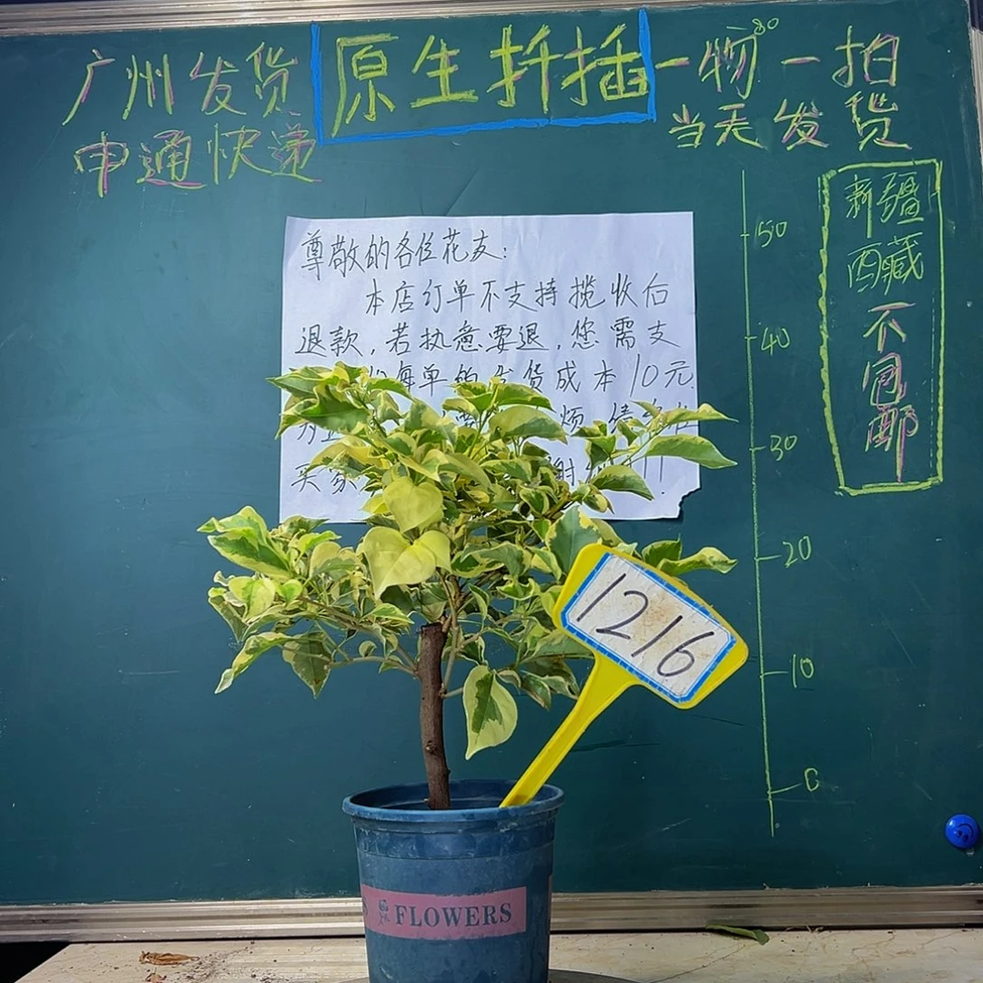 当前无花栽培后可以开花 橙冰 粗杆 1216
