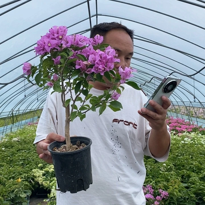 完全开放巴西紫三角梅不售后