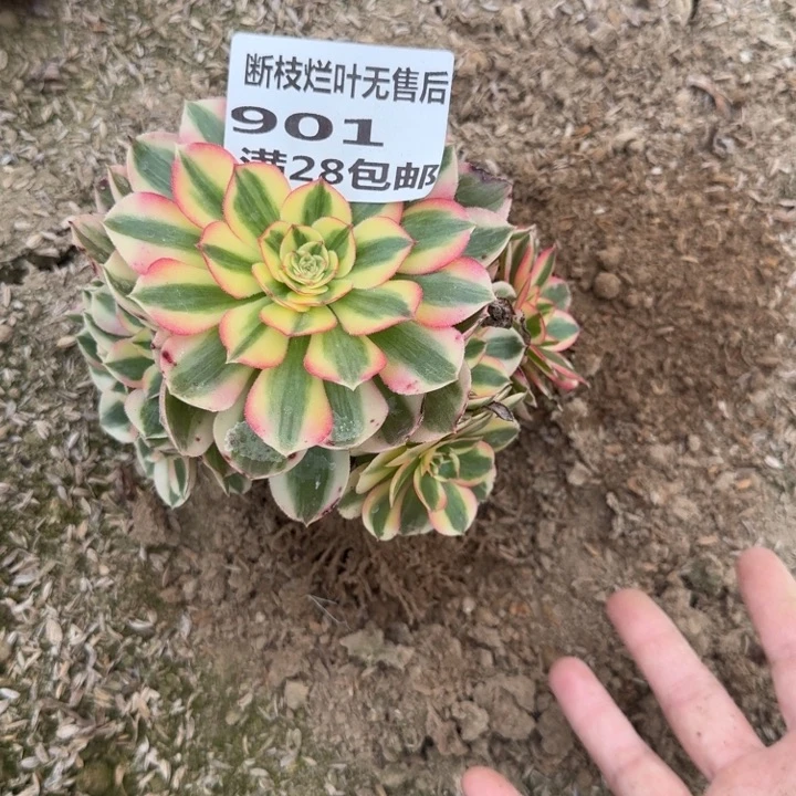 901一号棚倾城多肉C