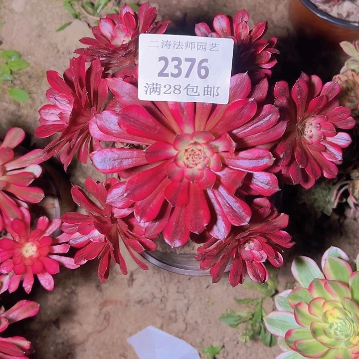 2376美姬多肉植物2号