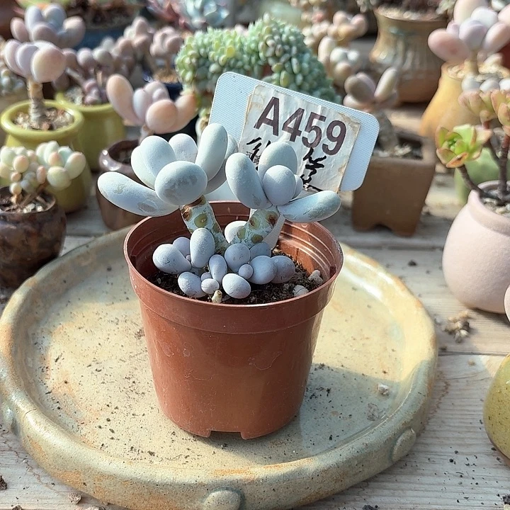 ¹*羊x c c vvvv c v h j 459