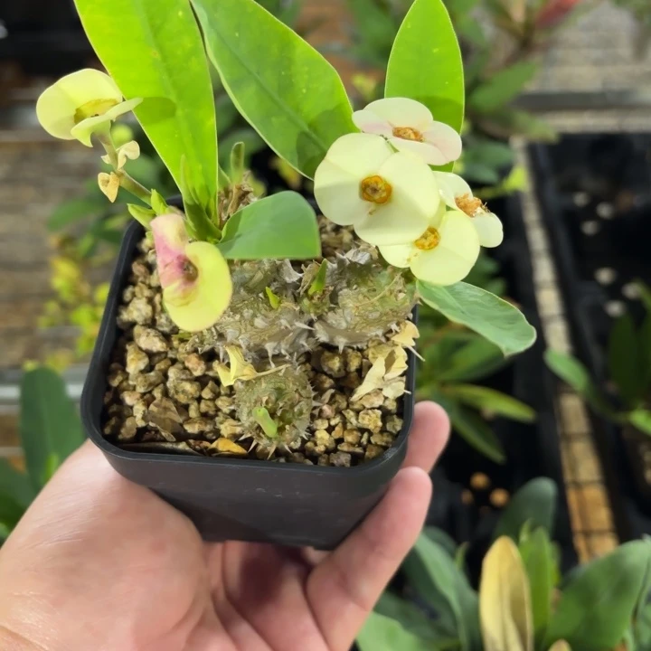 美花大戟FC-5172.