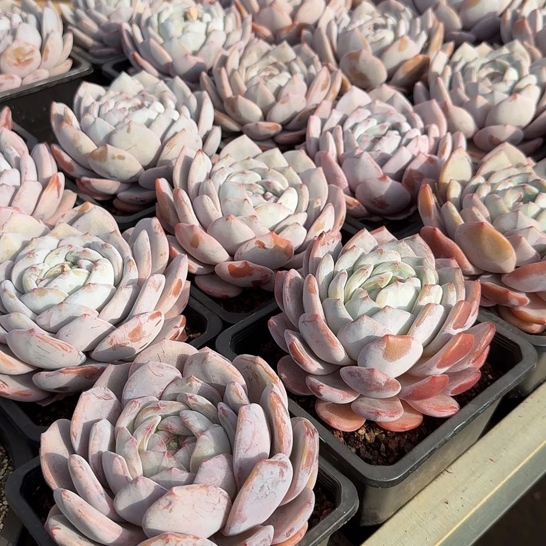 奶盖大单头15公分