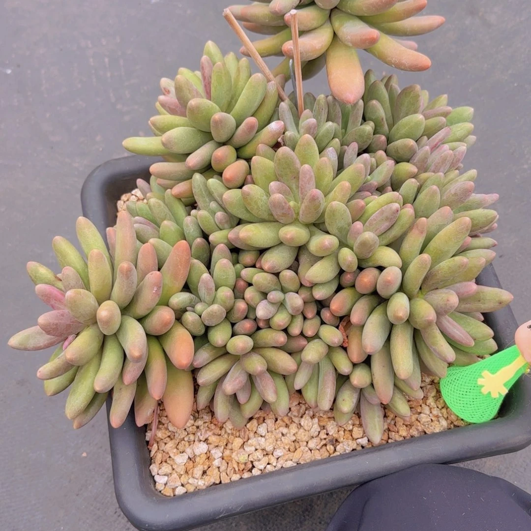 小**丶1糖果美人多肉植物