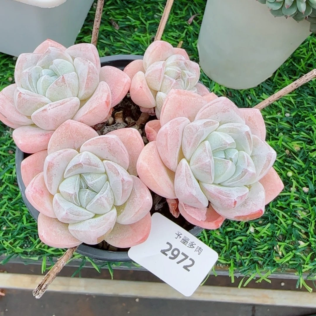 长杆冰玉，2972多肉植物