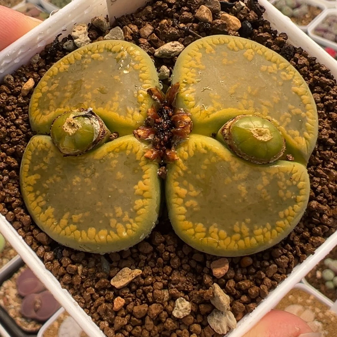 752多肉植物种类多样