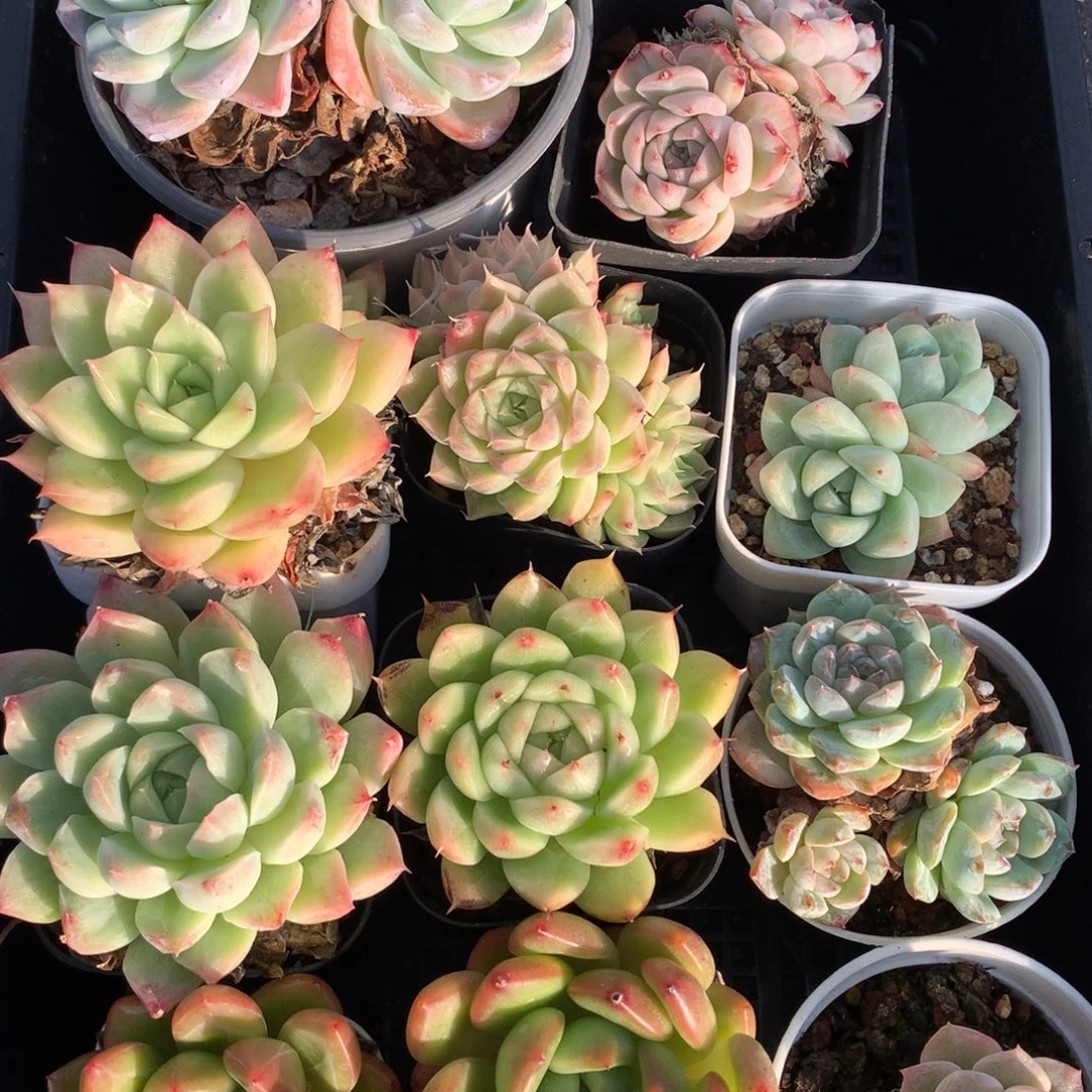 1112-02 套餐一组