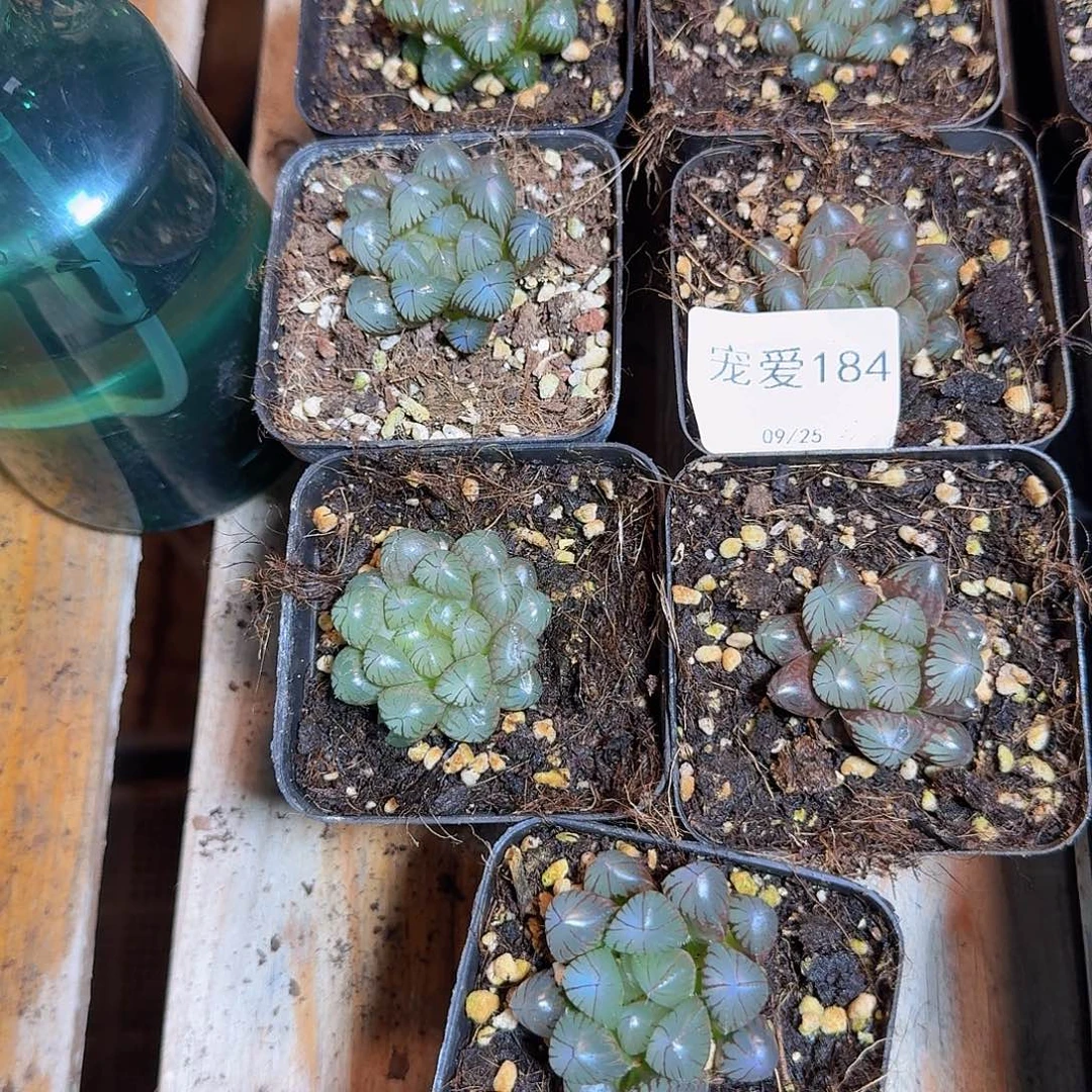 直播福利一物一拍184