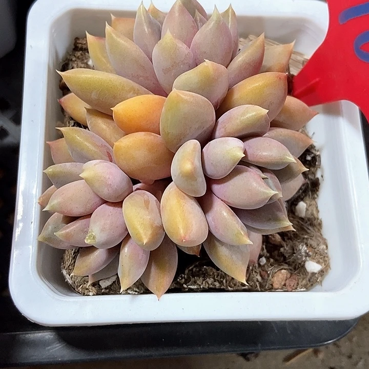 茉*雨多肉植物红象牙968