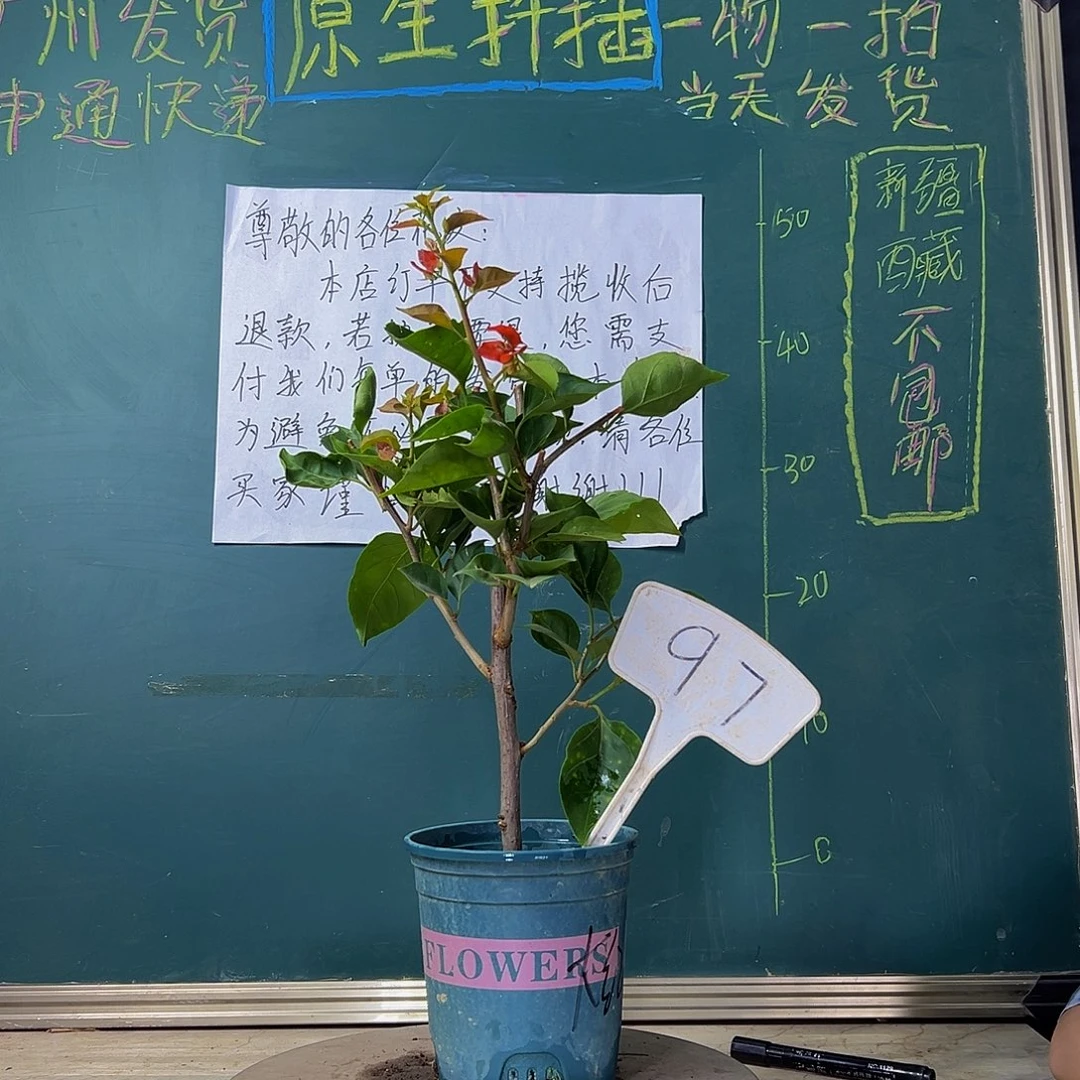 当前无花栽培后可以开花绿叶大红 97