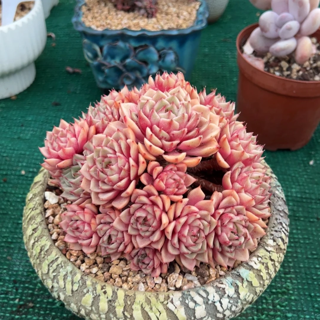 笨吧，，，，，，，，，，，，，，，