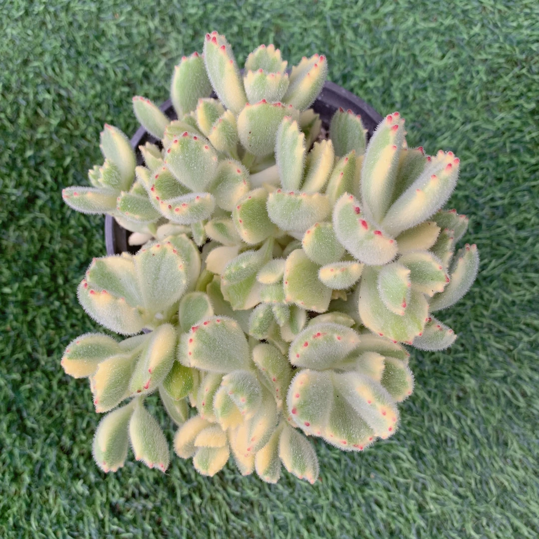 白熊群生精品多肉植物盆栽阳台好养易养花卉一单包邮