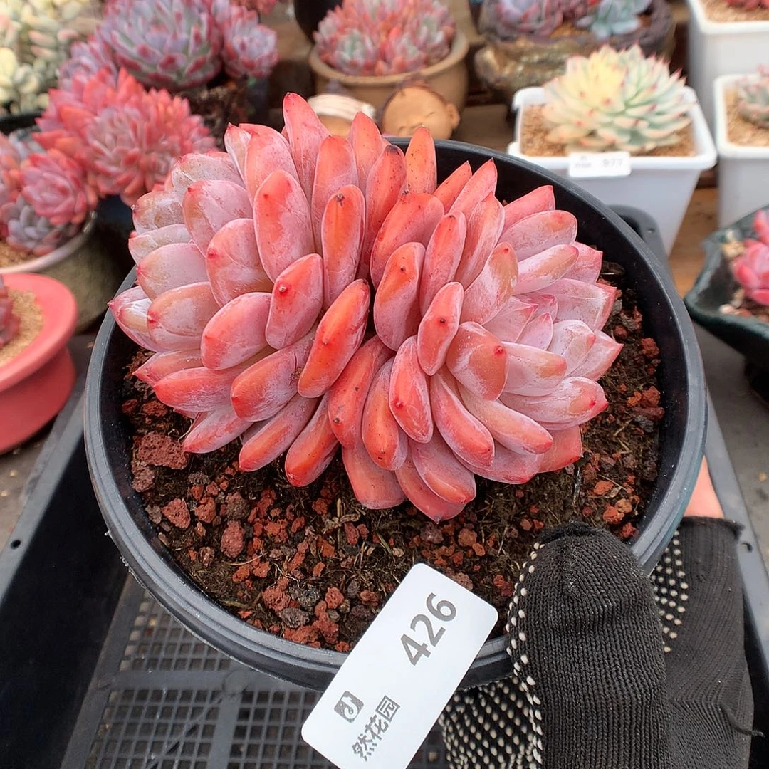 426雪天使多肉植物66666