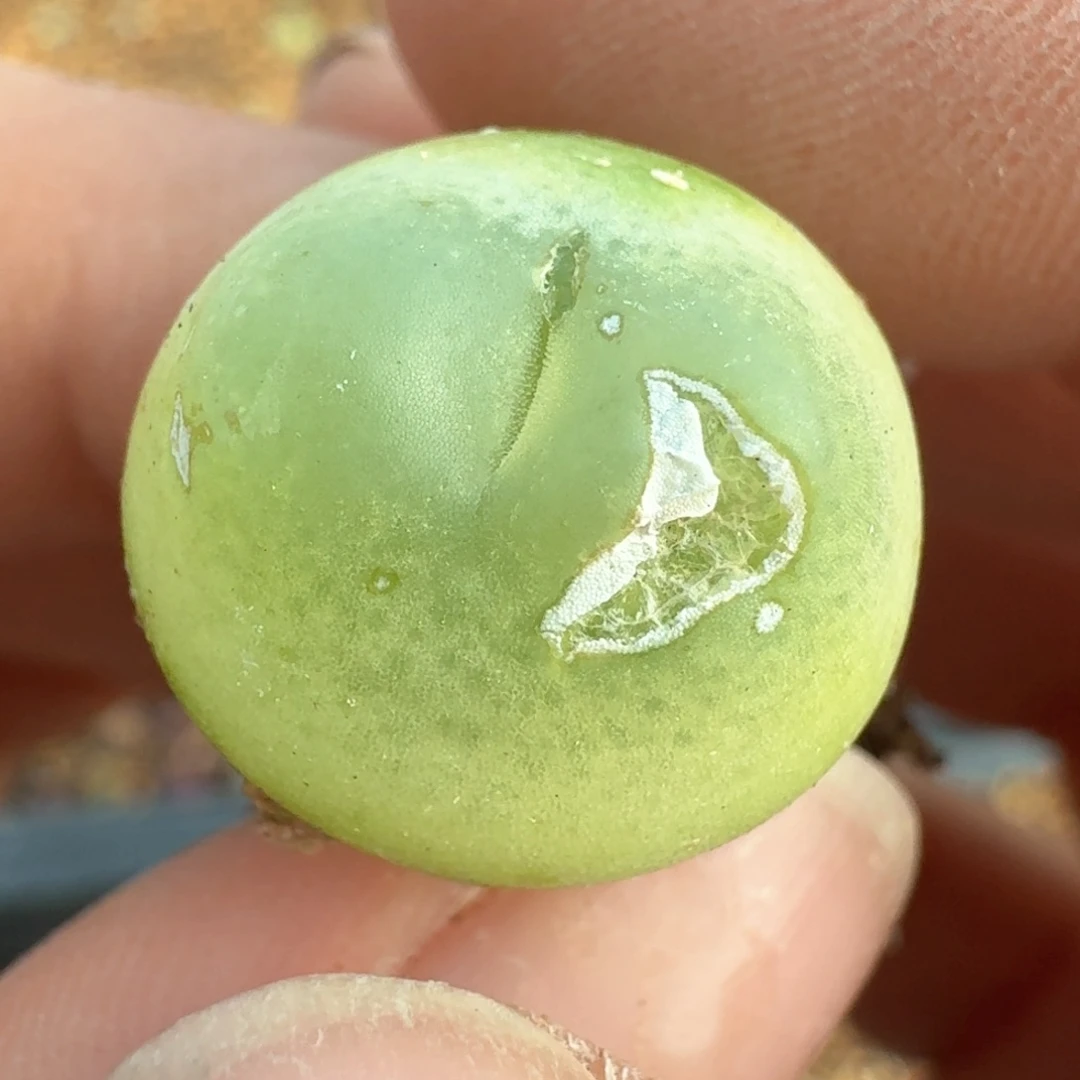 140拉拉尺寸1.6有瑕疵福利出