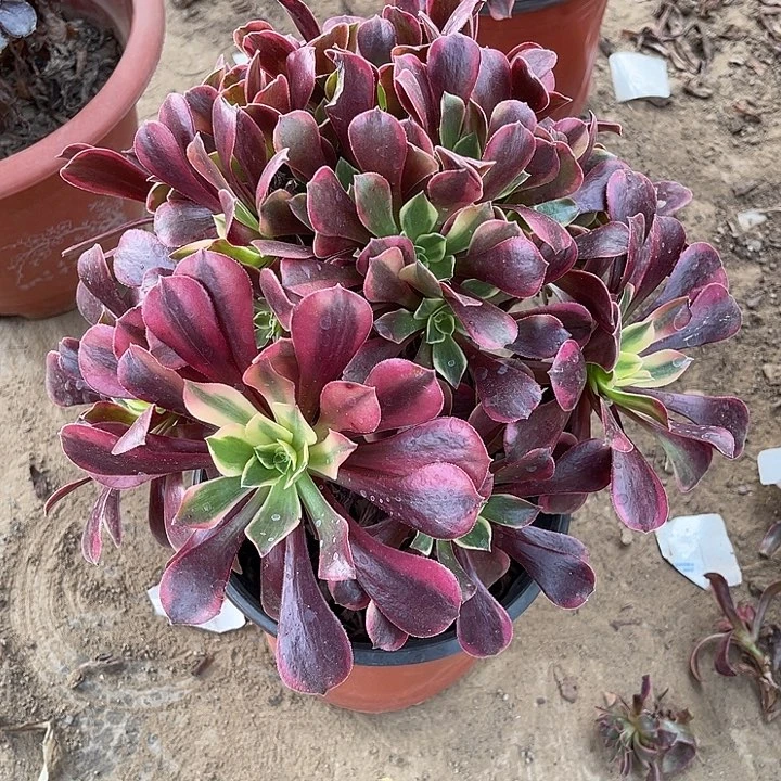 红玫瑰玫瑰玫瑰玫瑰