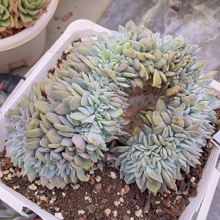 白茶缀0939多肉植物