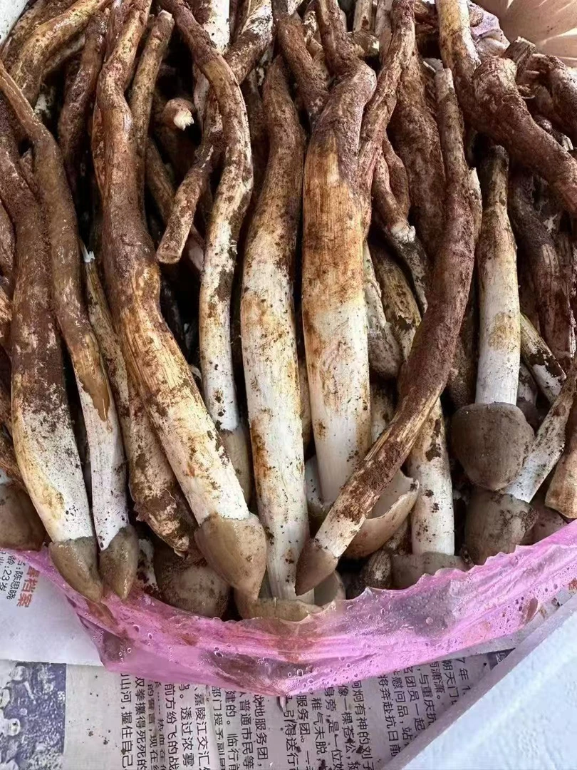 【玉姐精选】新鲜荔枝菌纯嘢子弹头