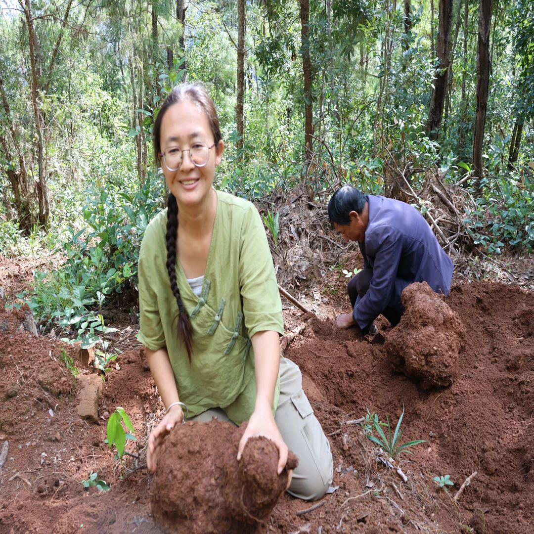 云南无量山花甲白茯苓带皮鲜货有泥土仿野生种植原生态原产地山货