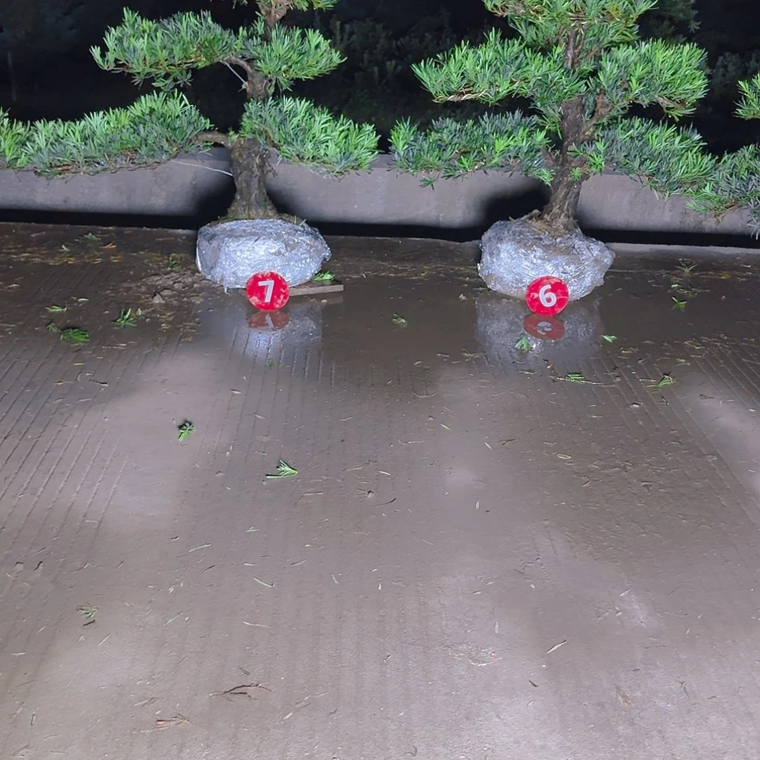 麦***场完全开放罗汉松基地发货