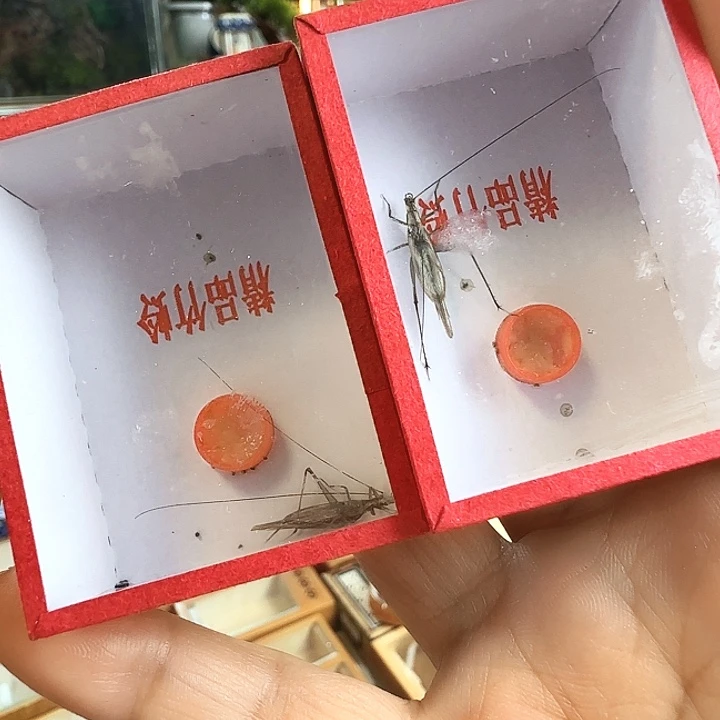 紫竹连口人工2只啊啊啊啊啊啊