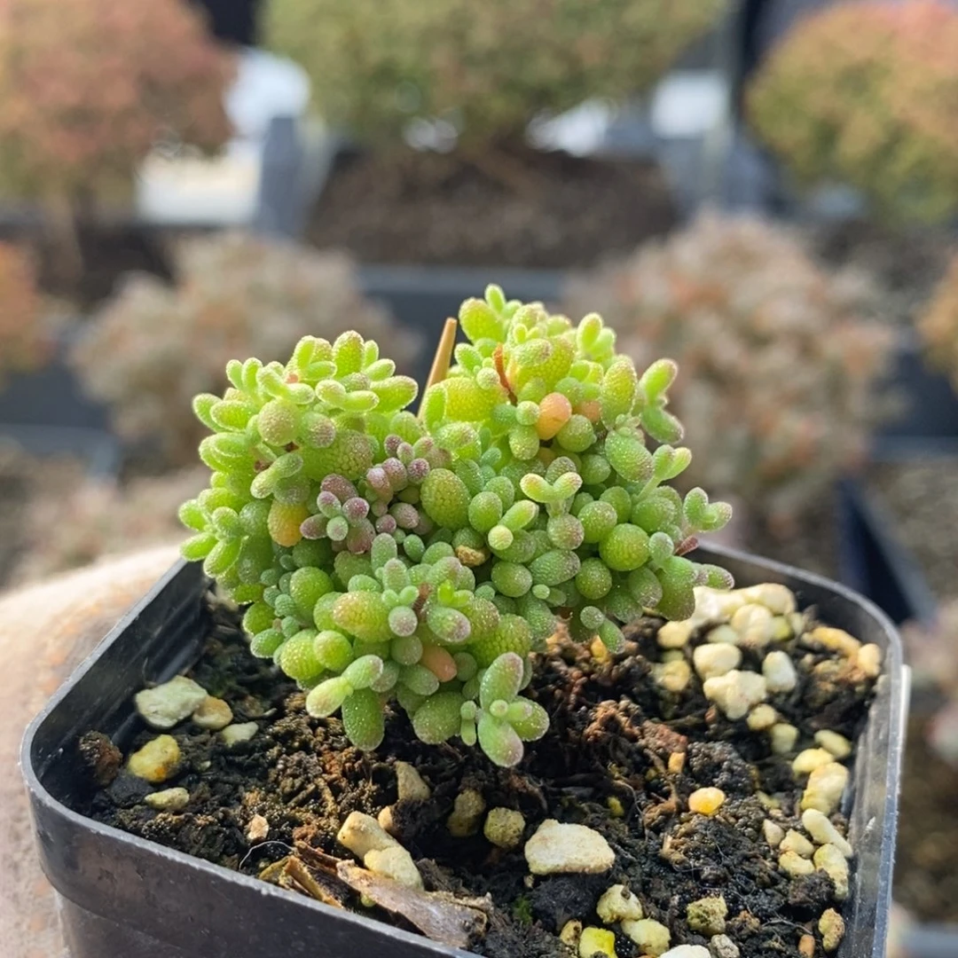 小小米4477枝干番杏