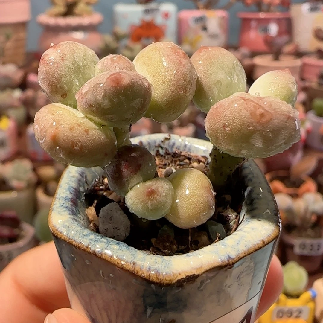 彩虹奶  盆口2.5cm