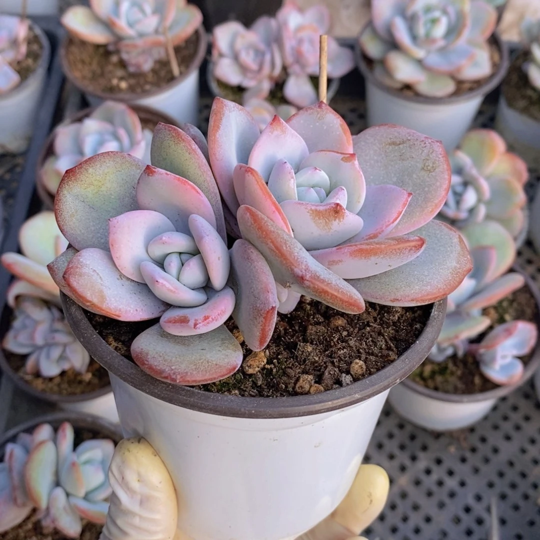 颂*多肉植物新年快乐