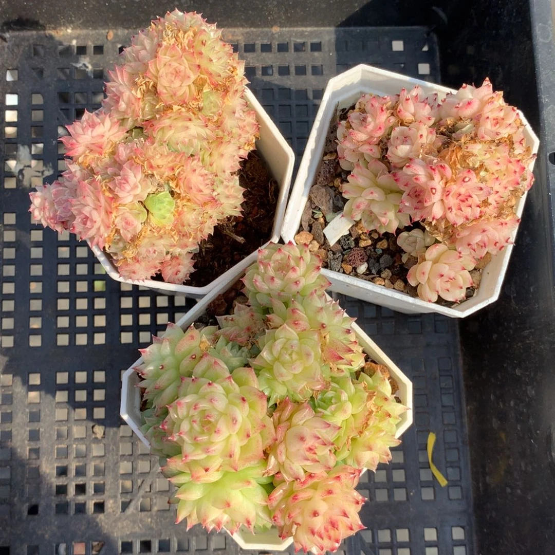 1213-49 套餐一组