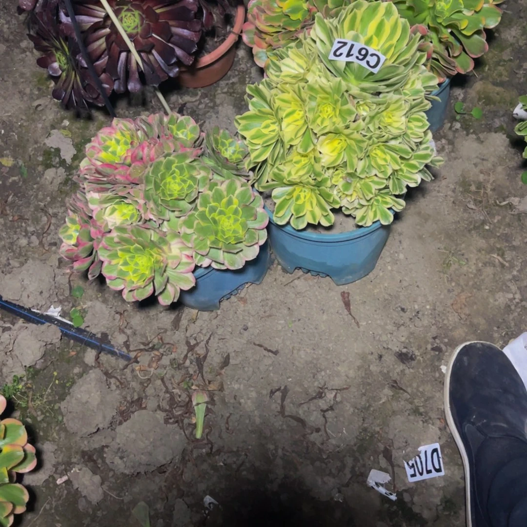 两盆法师26/////42包邮