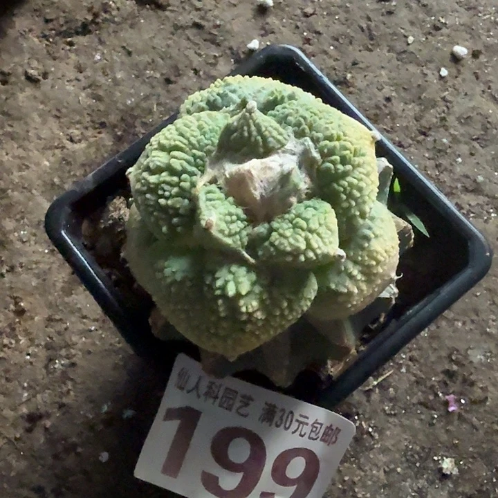 无花朵199梦幻哥怒锦东三