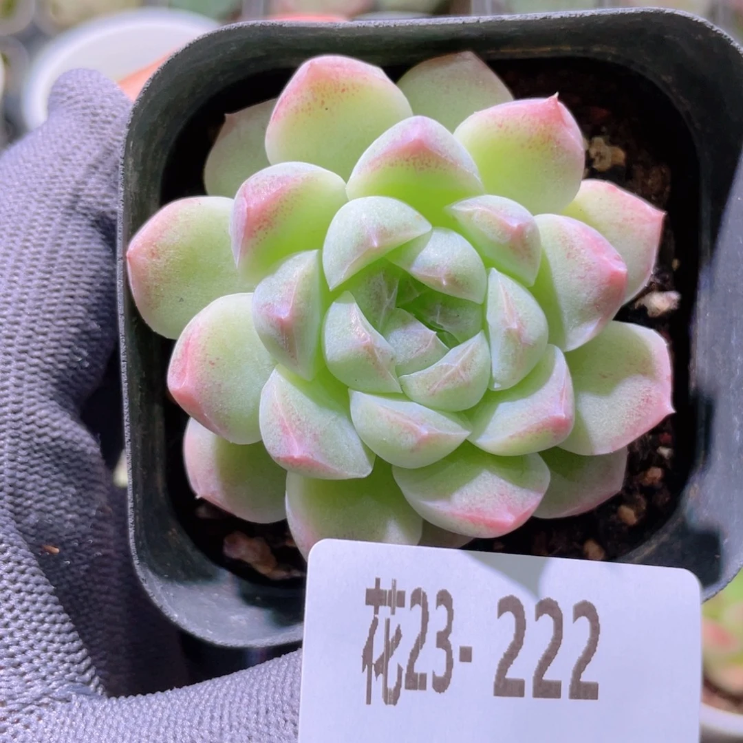 花利美23-222新品