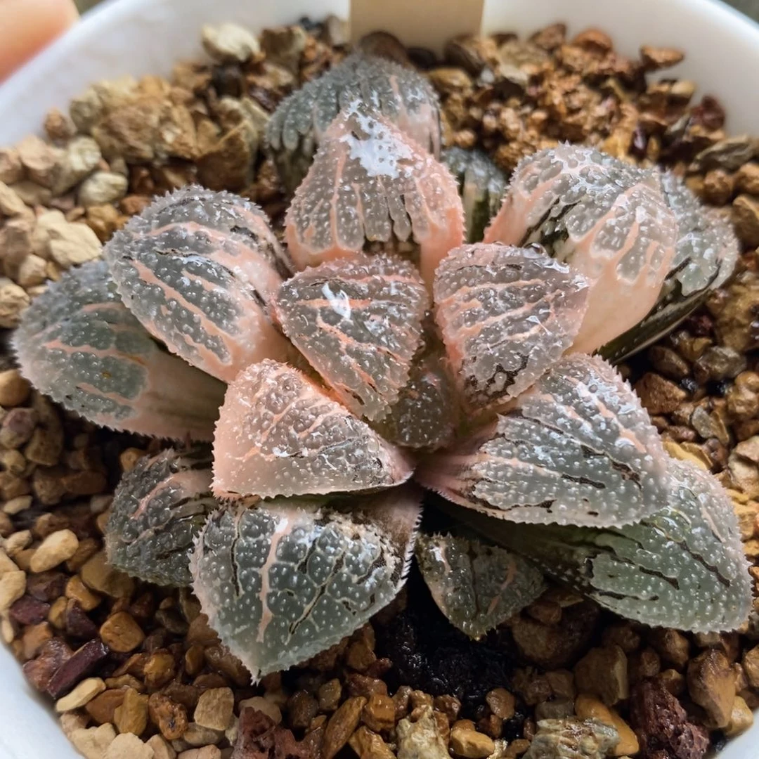 203具味城锦一物一拍