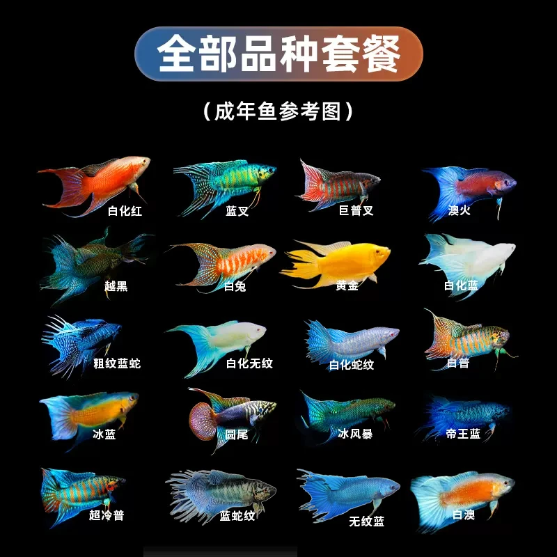 中国斗鱼观赏鱼蓝叉巨普无纹蓝黄金冷水淡水观赏鱼饲养小型国斗