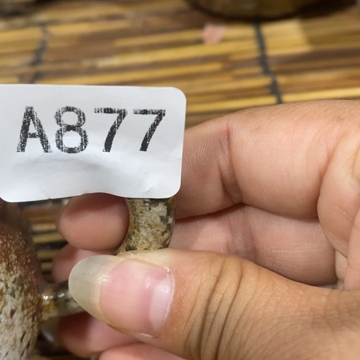 太***4其他柴烧茶器福利