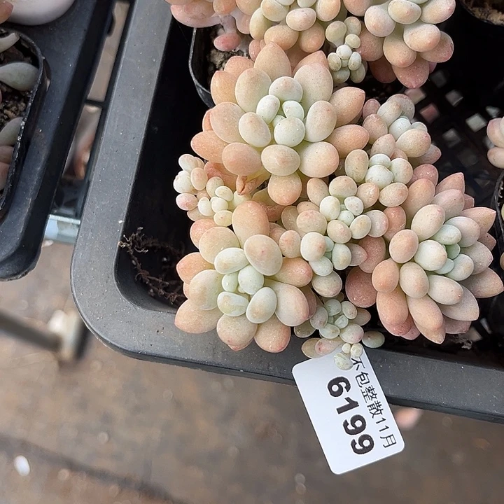 阿雅园艺。     6199鱼子酱